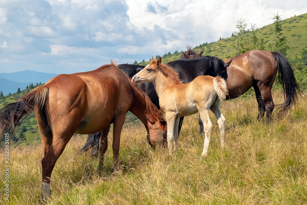 Horses with a foal walking in the mountains on a meadow on a warm summer day. Natural background Horses with a foal walking in the mountains on a meadow on a warm summer day. Natural background