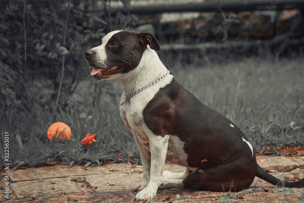 Pitbull, cachorro temido