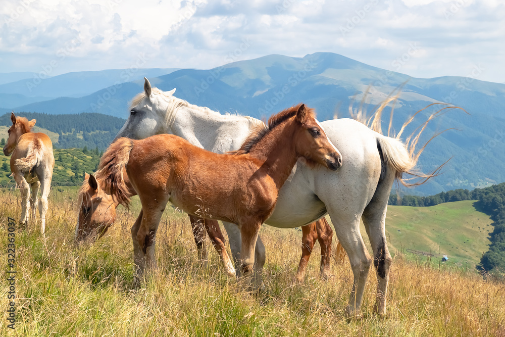 Horses with a foal walking in the mountains on a meadow on a warm summer day. Natural background