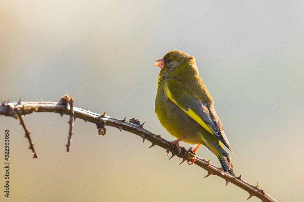 Fototapeta premium Greenfinch Chloris chloris bird singing