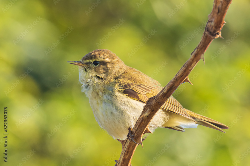 Common chiffchaff bird Phylloscopus collybita Common chiffchaff bird Phylloscopus collybita