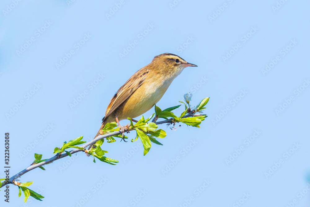 Eurasian reed warbler Acrocephalus scirpaceus bird singing in reeds during sunrise. Eurasian reed warbler Acrocephalus scirpaceus bird singing in reeds during sunrise.