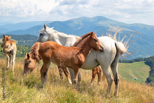 Foto Horses with a foal walking in the mountains on a meadow on a warm summer day