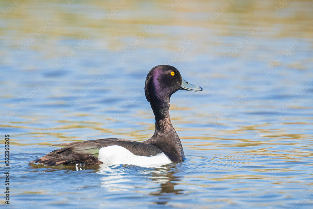 male Tufted duck, Aythya fuligula male Tufted duck, Aythya fuligula