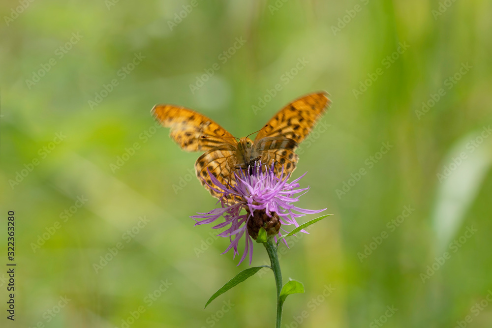 The dark green fritillary (Speyeria aglaja, previously known as Argynnis aglaja) is a species of butterfly in the family Nymphalidae. The dark green fritillary (Speyeria aglaja, previously known as Argynnis aglaja) is a species of butterfly in the family Nymphalidae.