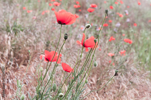 Poppies growing on a summer meadow, close-up