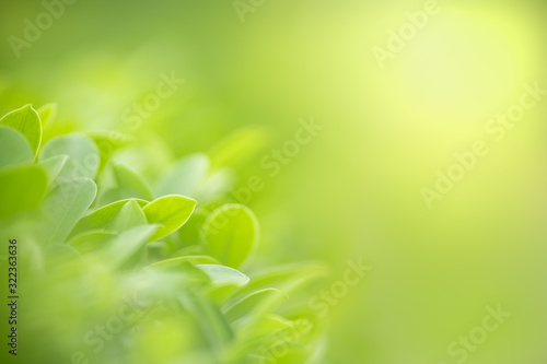 Close up of nature view green leaf on blurred greenery background under sunlight with bokeh and copy space using as background natural plants landscape  ecology wallpaper concept.