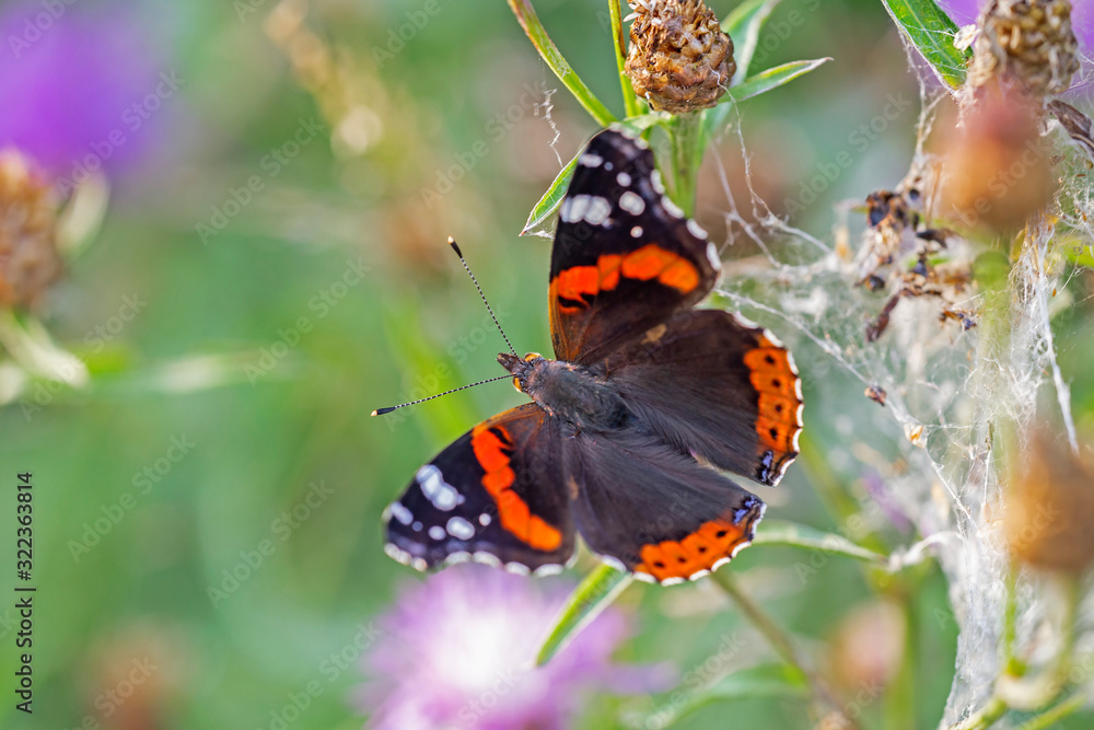 Red admiral (Vanessa atalanta) is a butterfly of the Nymphalidae family/ Red admiral (Vanessa atalanta) is a butterfly of the Nymphalidae family/