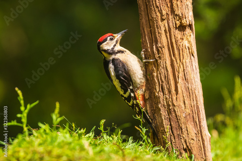 Closeup of a great spotted woodpecker (Dendrocopos major) perched in a forest photo