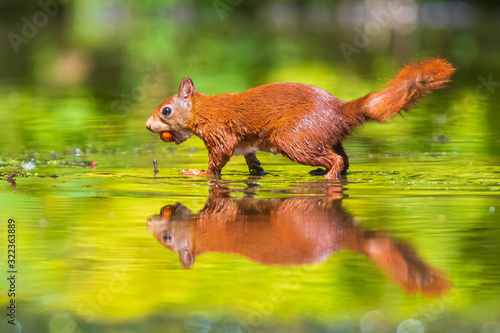 Eurasian red squirrel, Sciurus vulgaris, reflection forest wildlife in water © Sander Meertins