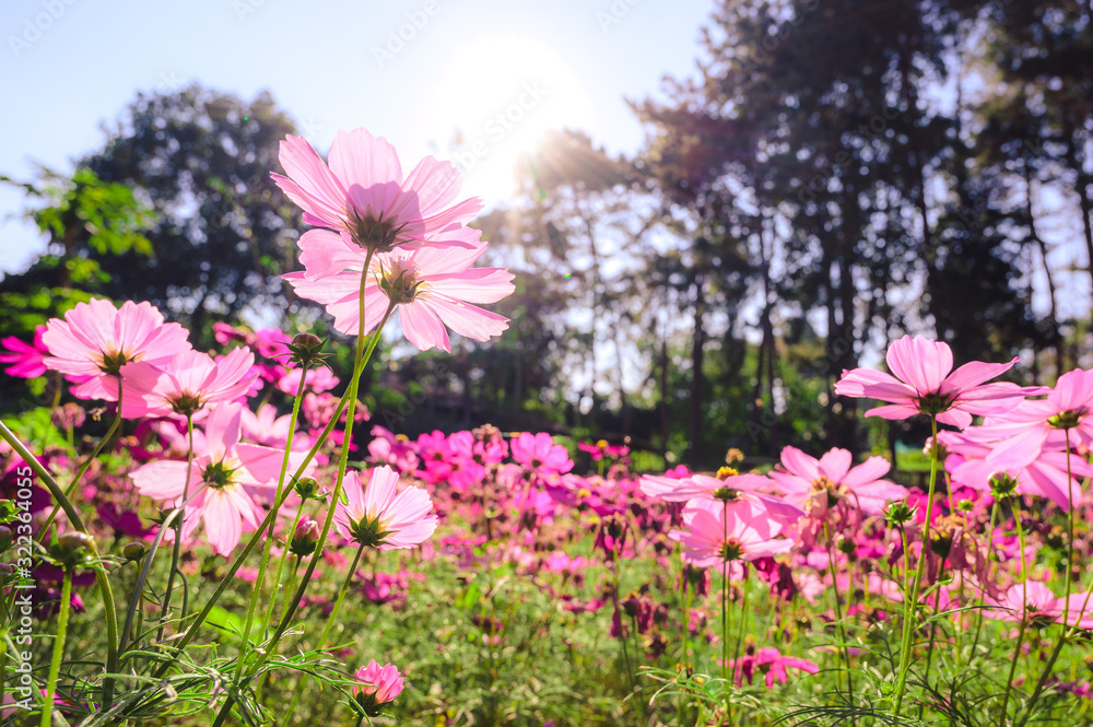 Colorful Cosmos Flower Garden Blooming in Spring Season Colorful Cosmos Flower Garden Blooming in Spring Season