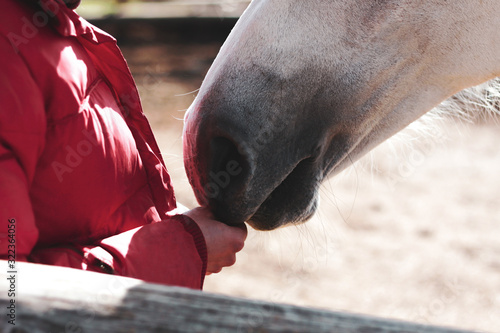 The gray horse touches the mans hand with his nose. The concept of trust and raising animals at home.