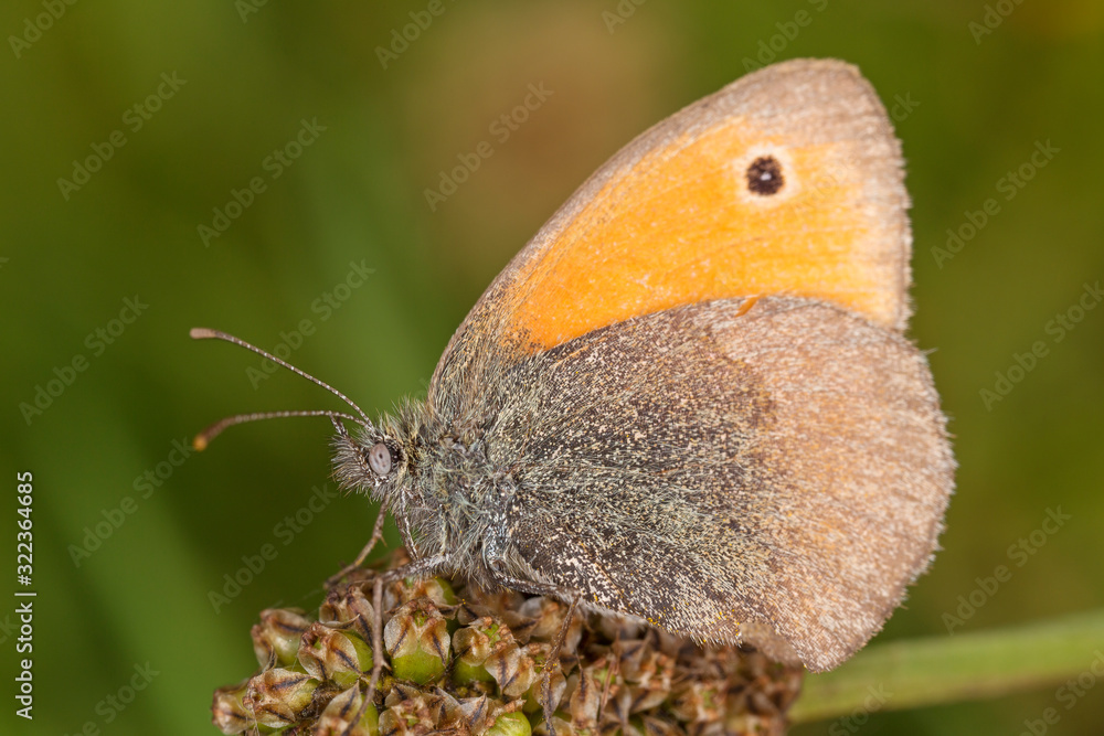 Obraz premium The small heath (Coenonympha pamphilus) is a butterfly species belonging to the family Nymphalidae.