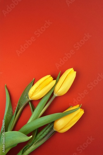 Bouquet of yellow tulips on red background. Happy mothers day  women s day  wedding and valentines day. Greeting card with copy space