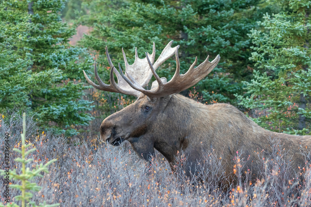 Alaska Yukon Bull Moose in Denali National Park in Autumn Alaska Yukon Bull Moose in Denali National Park in Autumn