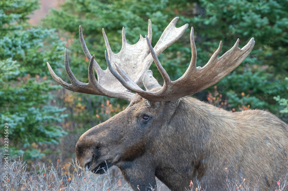Alaska Yukon Bull Moose in Denali National Park in Autumn Alaska Yukon Bull Moose in Denali National Park in Autumn