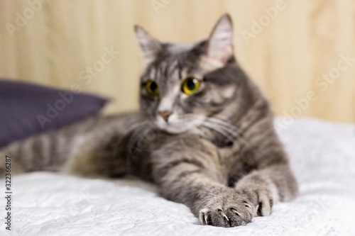 Handsome grey tabby british shorthair cat is lying on a sofa. Focus on forepaws