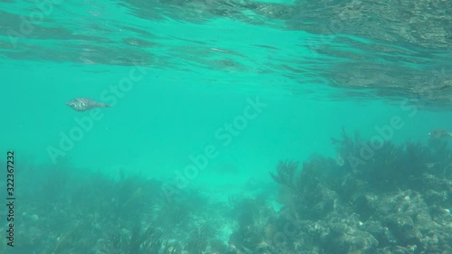Underwater shot of a single fish swim above a coral reef in greenish water photo