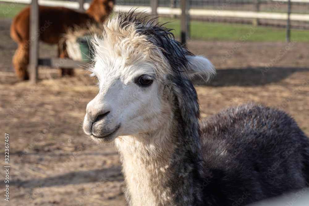 Fototapeta premium Cute friendly alpaca on an alpaca farm. Closeup of an alpaca face