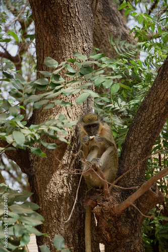 Green monkey (Chlorocebus sabaeus) in Bandia reserve (Senegal) © Maciej