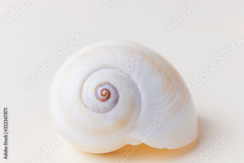 Snail shell close-up on a light pastel background. The concept of vacation, sea, summer, travel, decor.