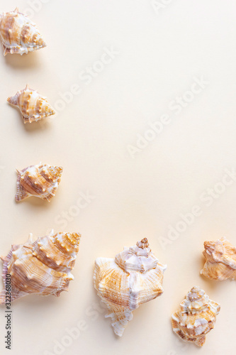 Sea shells on a light pastel background. The concept of vacation, sea, summer, travel, decor. Rapana. Top view, flat lay, copyspace.