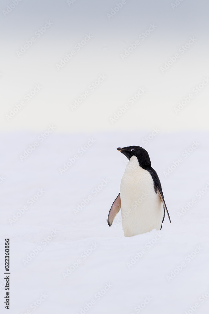 Fototapeta premium Lone Adelie