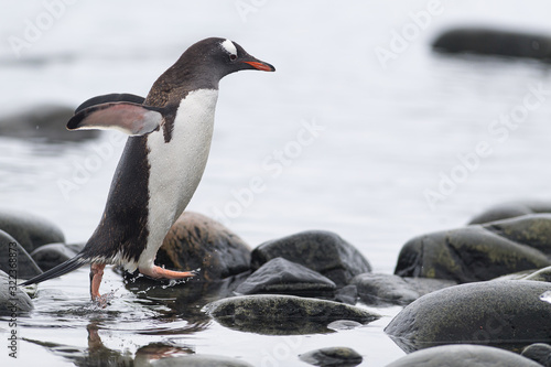 Leaping Penguin