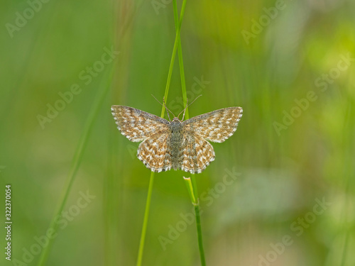 Scopula immorata, the Lewes wave, is a moth of the family Geometridae.