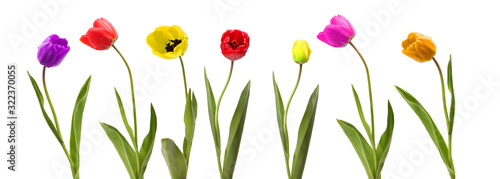 Collection of tulip flower on white background.