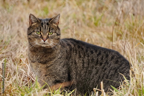 Wallpaper Mural Dark grey tabby cat in the high dry grass on the field. Wild animal on the hunt, catch your own food. Torontodigital.ca