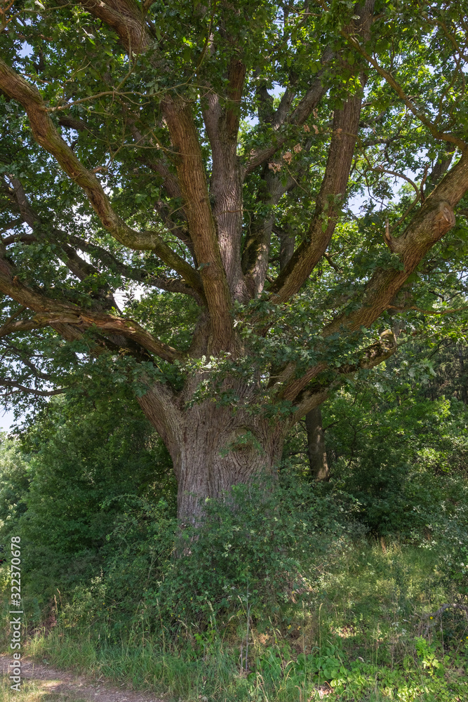 Quercus petraea Traubeneiche bei Eysölden in Bayern Landkreis Roth Quercus petraea Traubeneiche bei Eysölden in Bayern Landkreis Roth