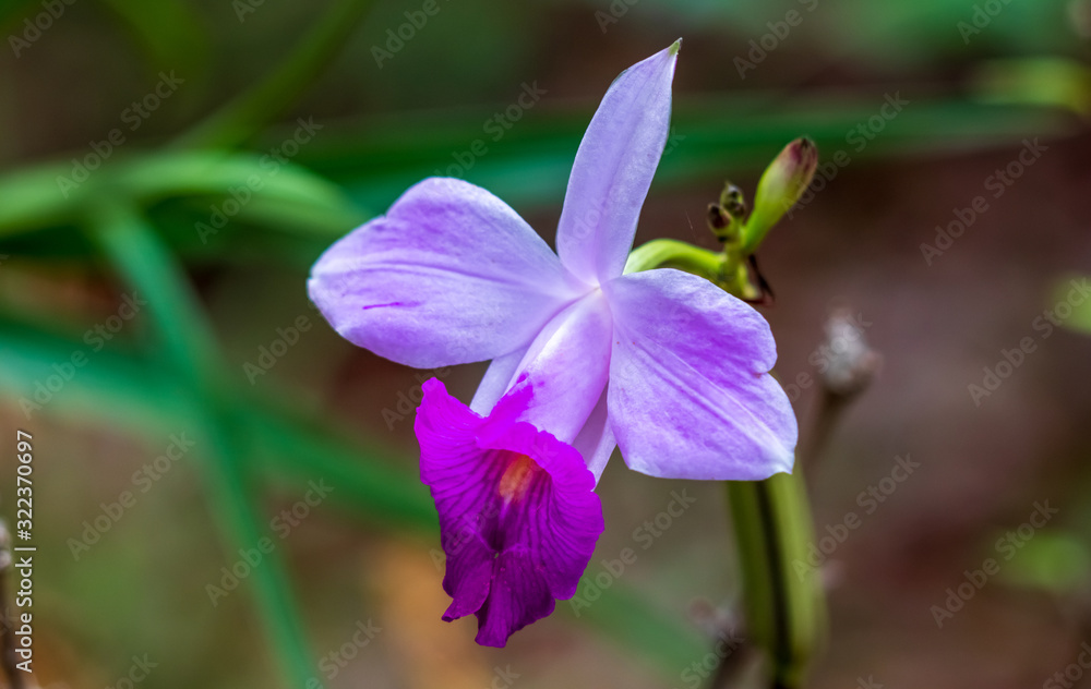 Orquídea Orquídea