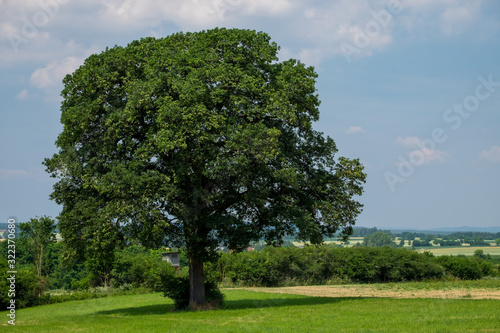 Quercus petraea Traubeneiche bei Eys  lden in Bayern Landkreis Roth