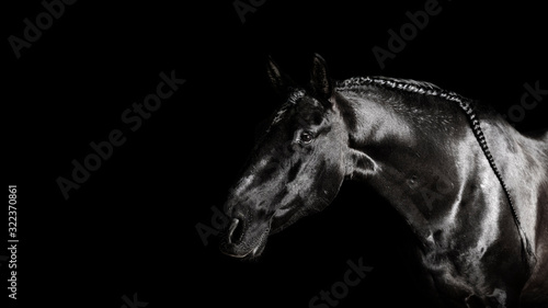 Black PRE (andalucian) horse portrait with long plated mane in freedom isolated on black background with copy space. Banner.
