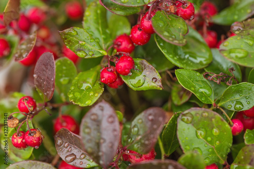 Fresh wintergreen red berry plant with raindrops. Close up