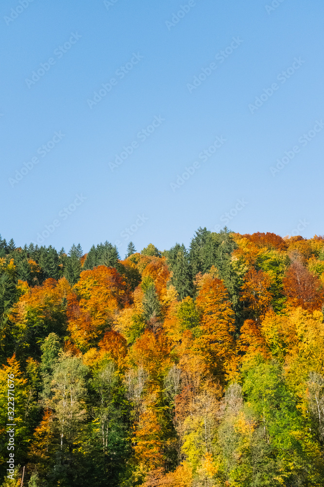 Bosque Árboles Coloridos Otoño 