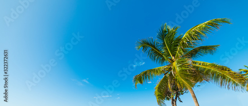 Fototapeta Naklejka Na Ścianę i Meble -  Palm tree and clear sky in Guadeloupe