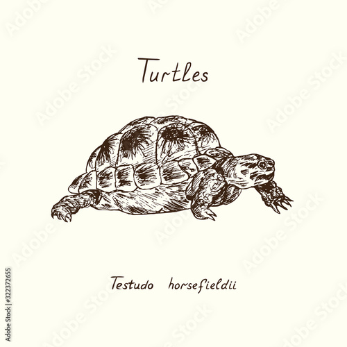 Tutles collection Testudo horsfieldii (Russian tortoise, Agrionemys horsfieldii, Afghan, Central Asian or Horsfield's tortoise, four clawed tortoise) hand drawn doodle, drawing sketch in gravure style photo