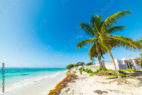 Palm tree and white sand in Raisins Clairs beach
