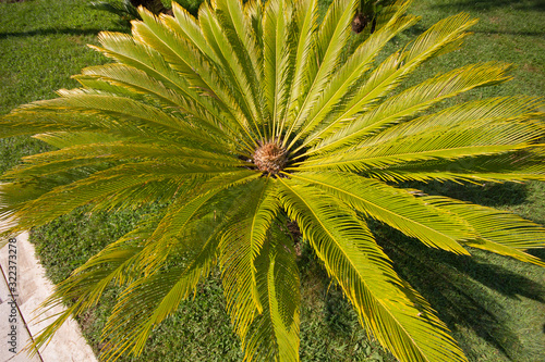 Top view of the palm tree. Background of radial stems and green leaves.