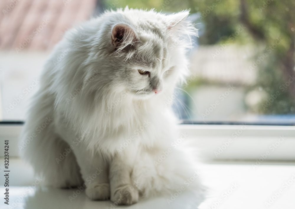 White cute beautiful very fluffy cat with orange eyes sits on a windowsill and looks out the window into street.