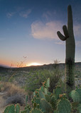 Saguaro Cactus seen at sunset