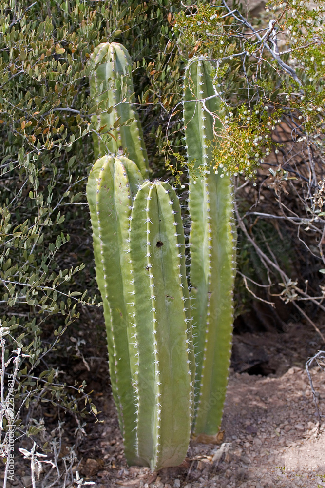 Scene of of Senita Cactus, Pachycereus schottii Scene of of Senita Cactus, Pachycereus schottii