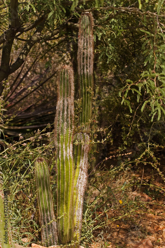 View of Sonoran Old Man Cactus  Pilosocereus alensis