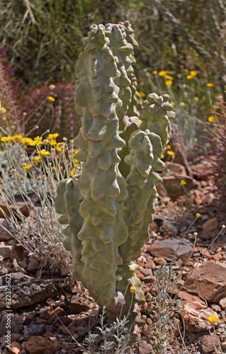 View of Totem Pole Cactus, Pachycereus Schottii Monstrosus photo