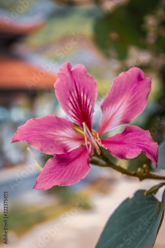 White pink flower petals close-up