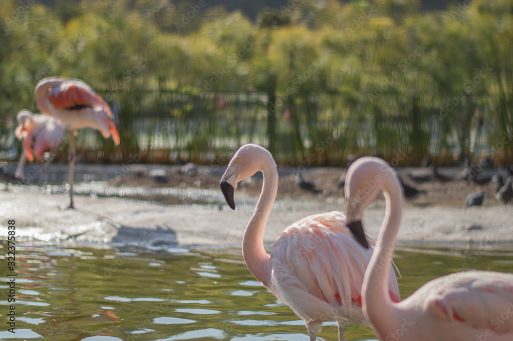 Fototapeta premium flamingo in zoo