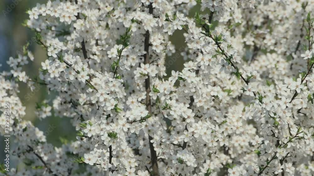 Beautiful tree branches with small white flowers inflorescences in early spring Beautiful tree branches with small white flowers inflorescences in early spring