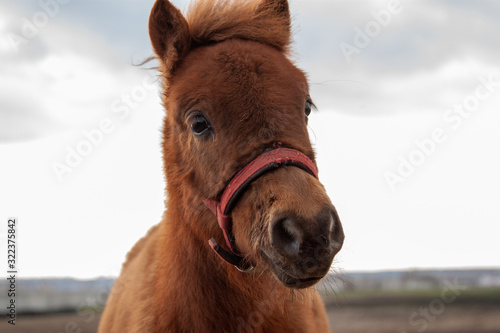 Cute pony © Yana